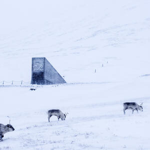 An arctic or polar experience