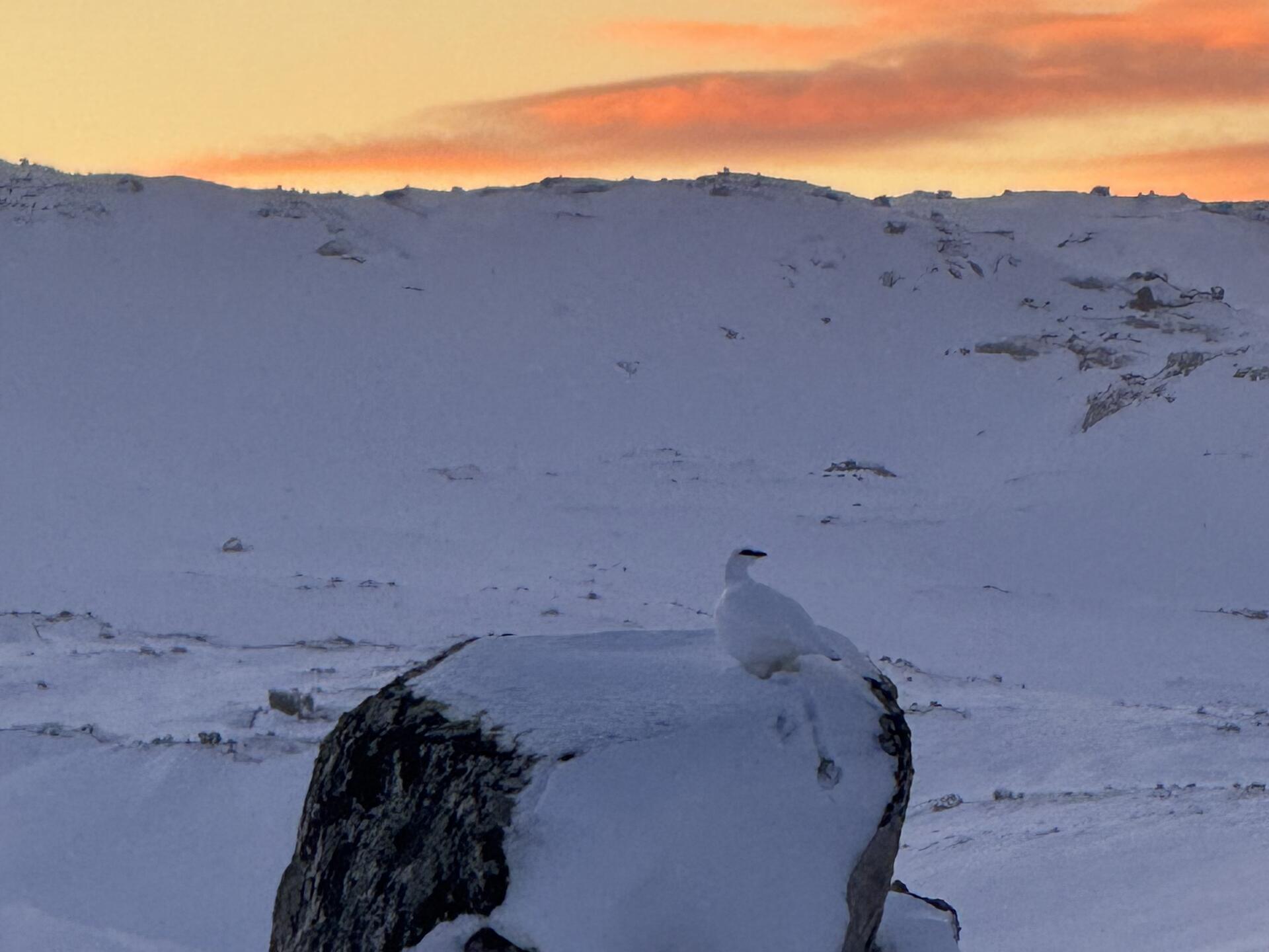 Hardangervidda p&aring; langs 4@J&oslash;rgen Br&oslash;to Torland