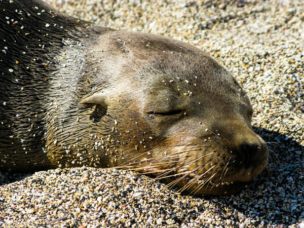 Galapagos and the Amazon