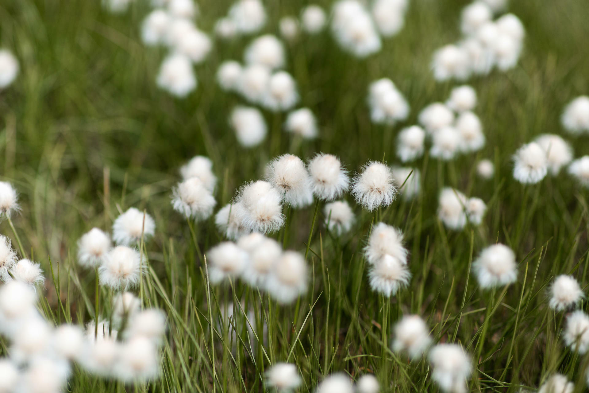 Icons of the Norwegian Fjords@ThorHUlstad  (113)