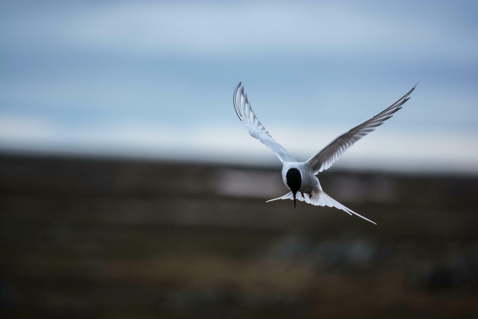 Fottur p&aring; Svalbard@BasecampExplorer (1)