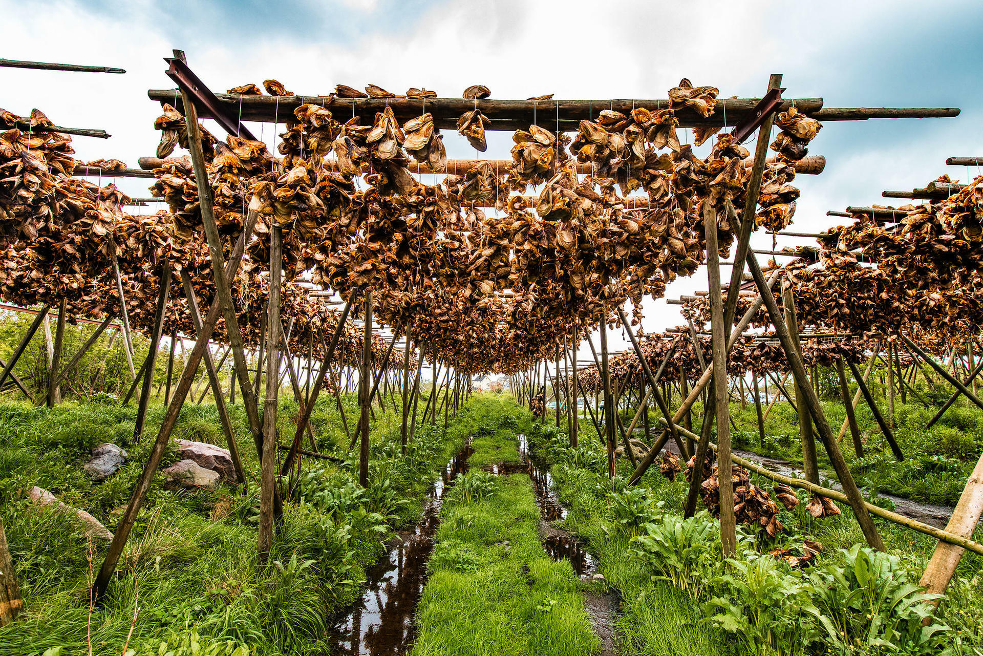 Hiking Lofoten-2018@ThorH&aring;konUlstad (86)