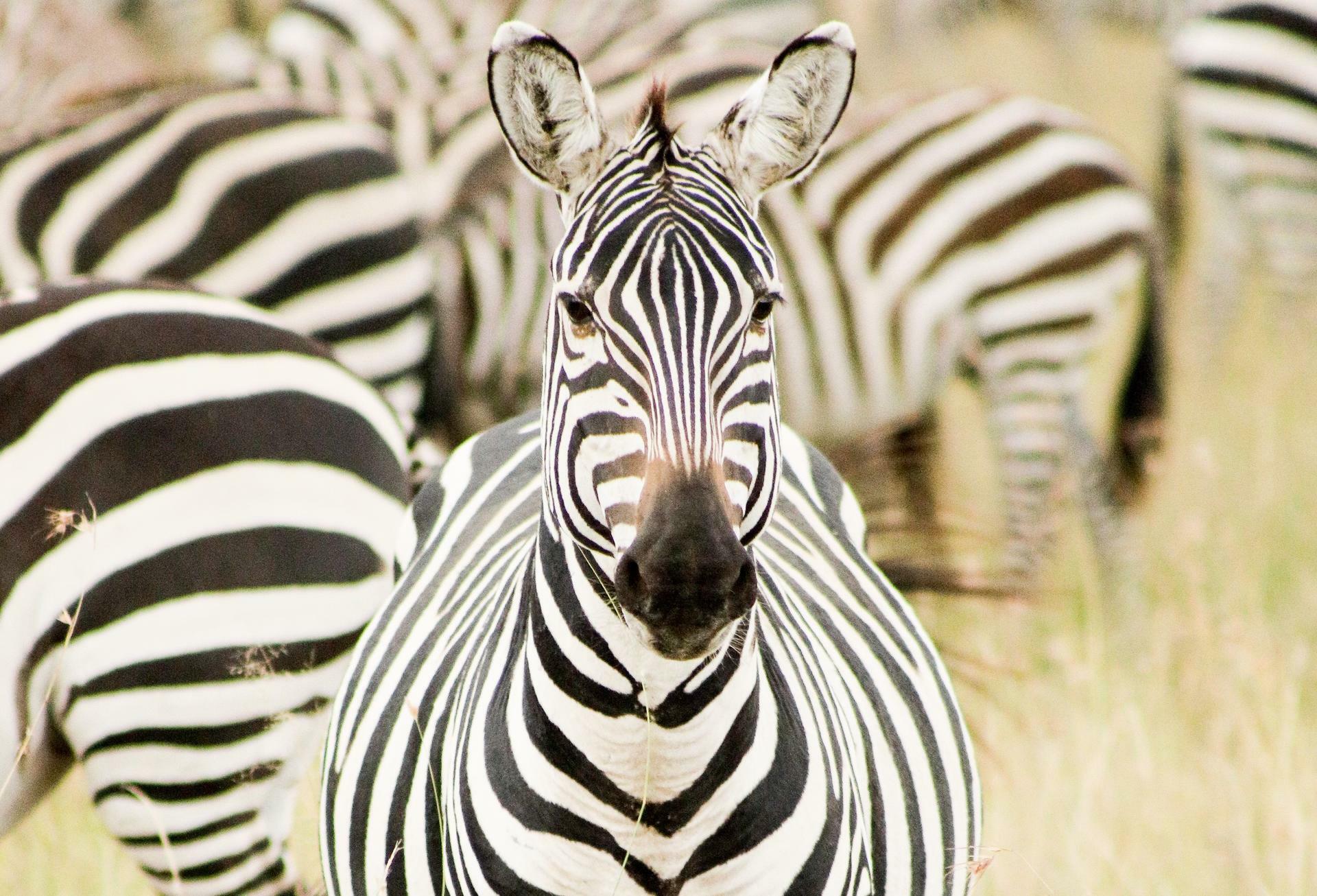 Kilimanjaro-2018@Bj&oslash;rnStangeAnkre (19a)