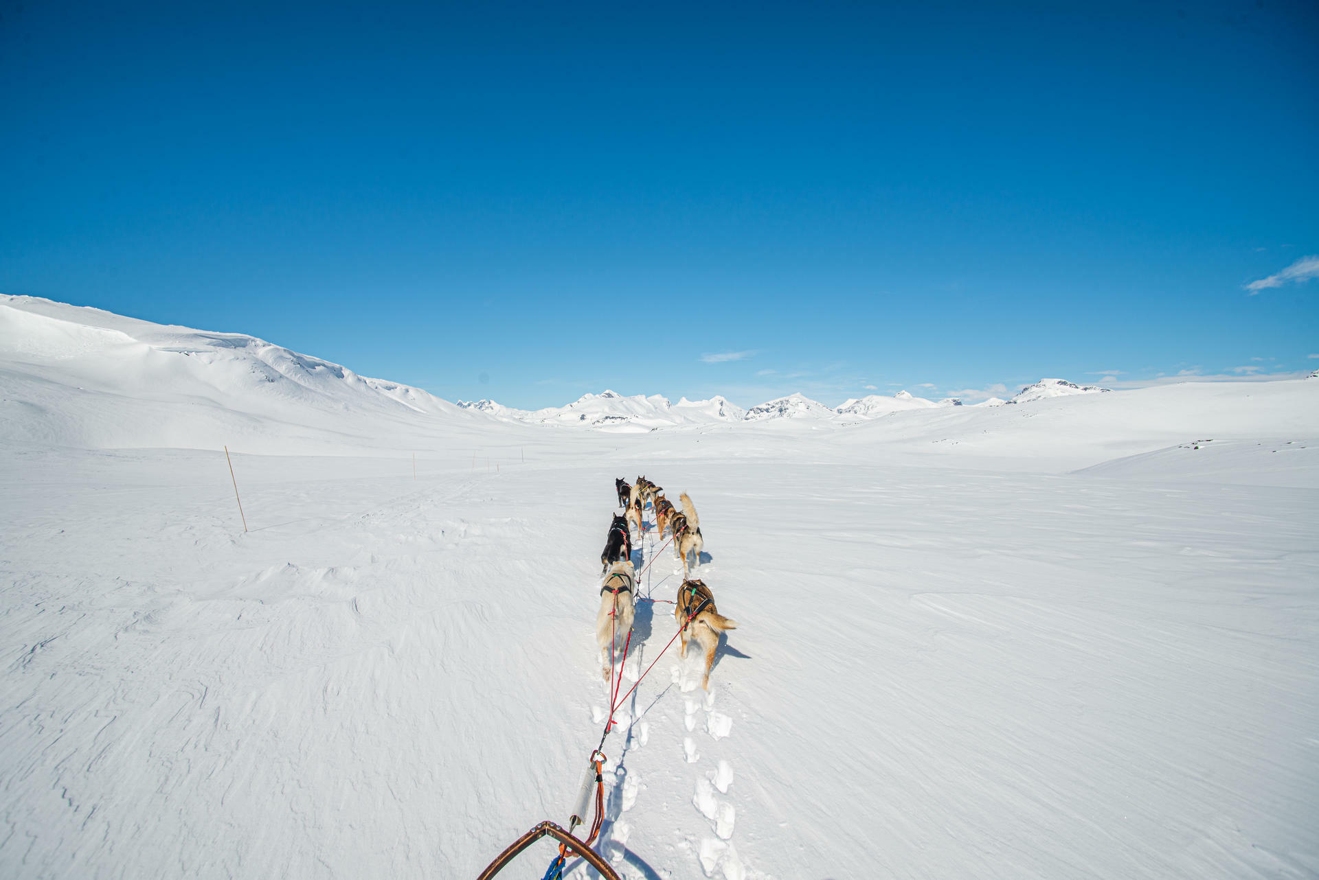Hundesledetur i Jotunheimens Bakg&aring;rd@BeitoHusky(18)