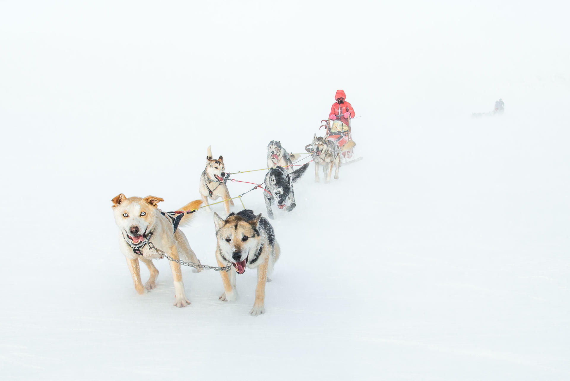 Hundesledetur i Jotunheimens Bakg&aring;rd@BeitoHusky(28)