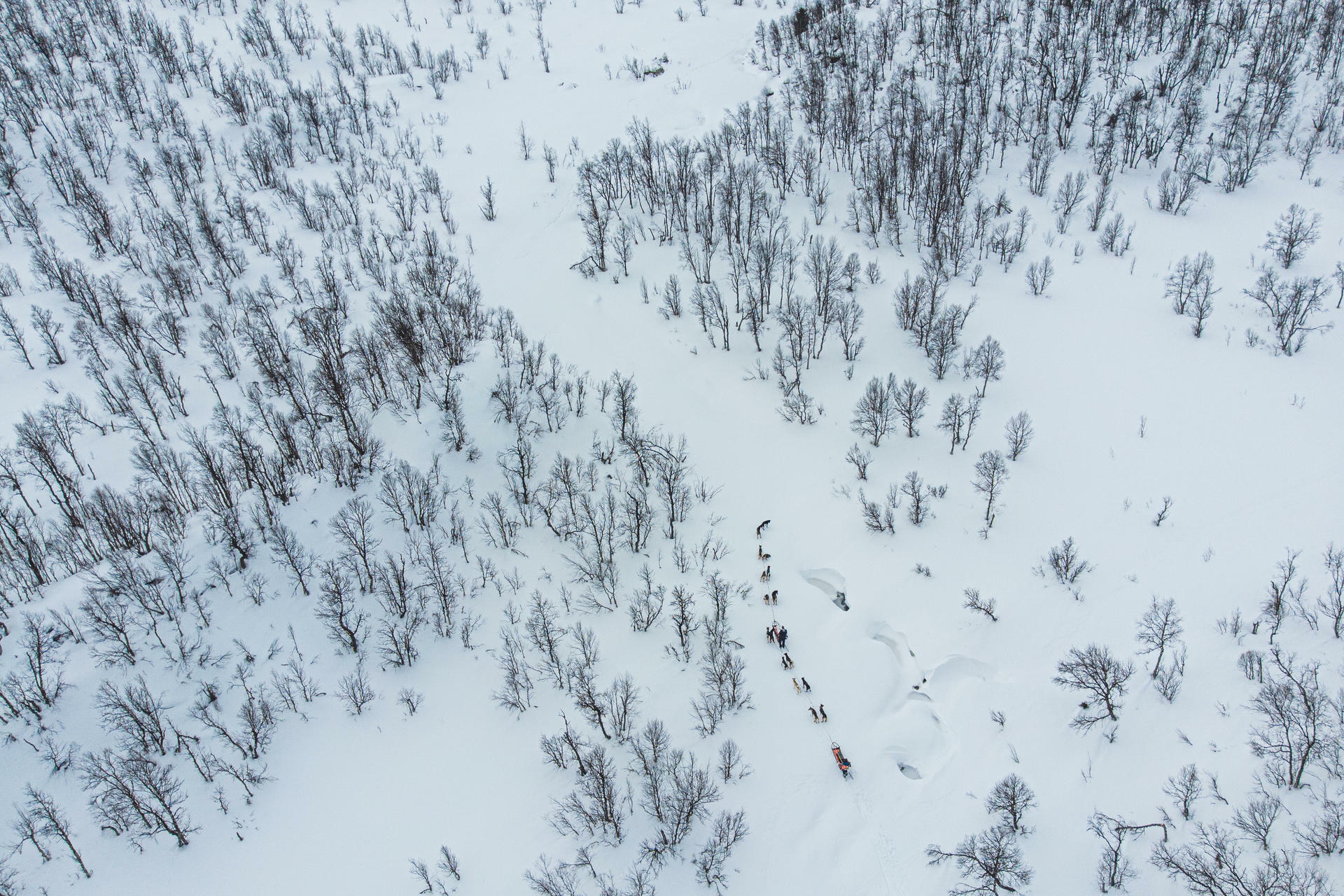 Hundesledetur i Jotunheimens Bakg&aring;rd@BeitoHusky(7)