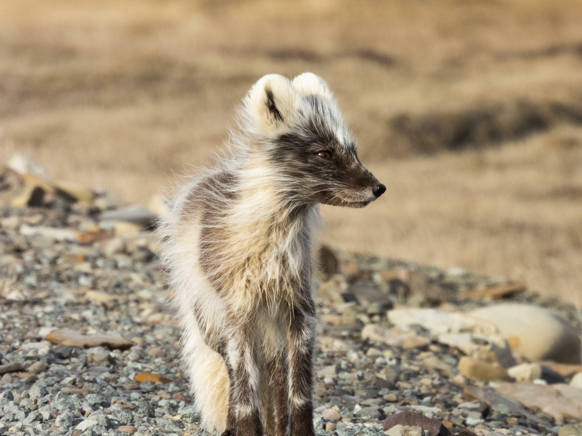 Arctic fox in Bj&oslash;rndalen, Svalbard 1_H&aring;kon Daae Brensholm &ndash; Visit Svalbard