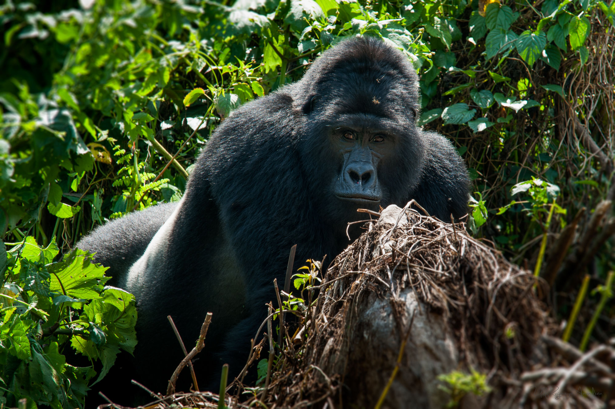 UgandaGorillaSafari@UlfAmundsen (6)