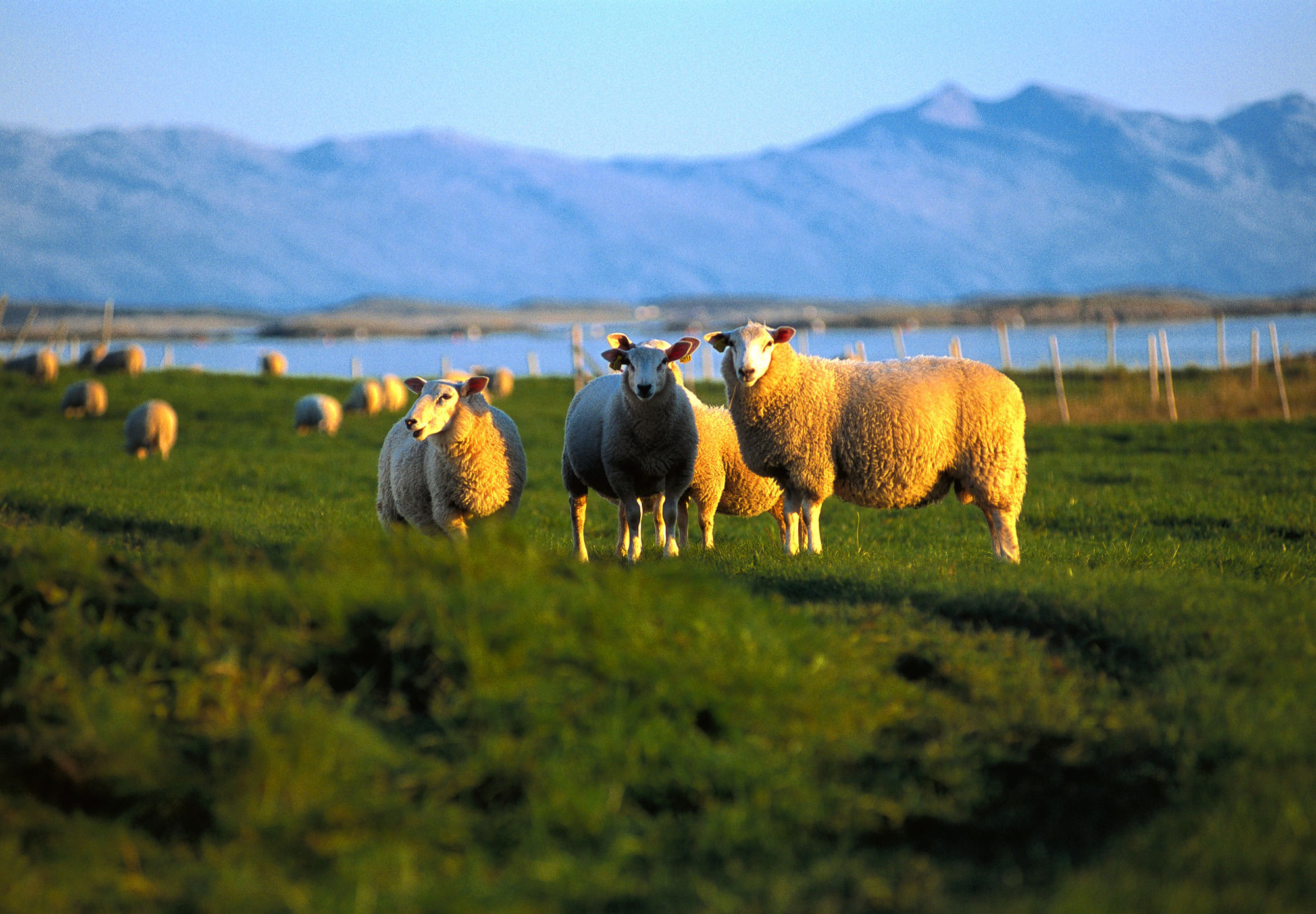 Sheep@TerjeRakke-VisitNorway