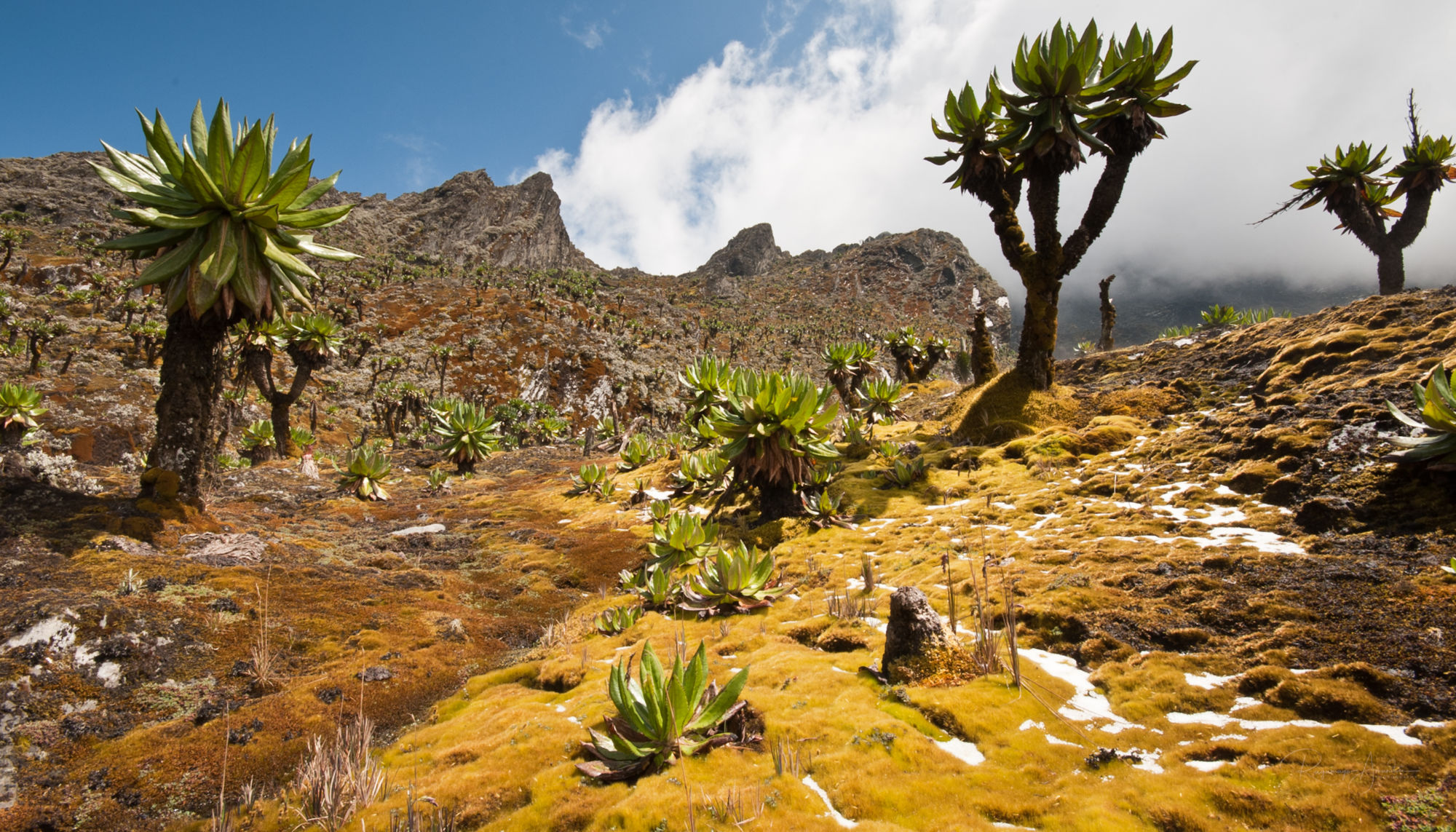 Rwenzori-2025@RwenzoriRangesHikers (4)