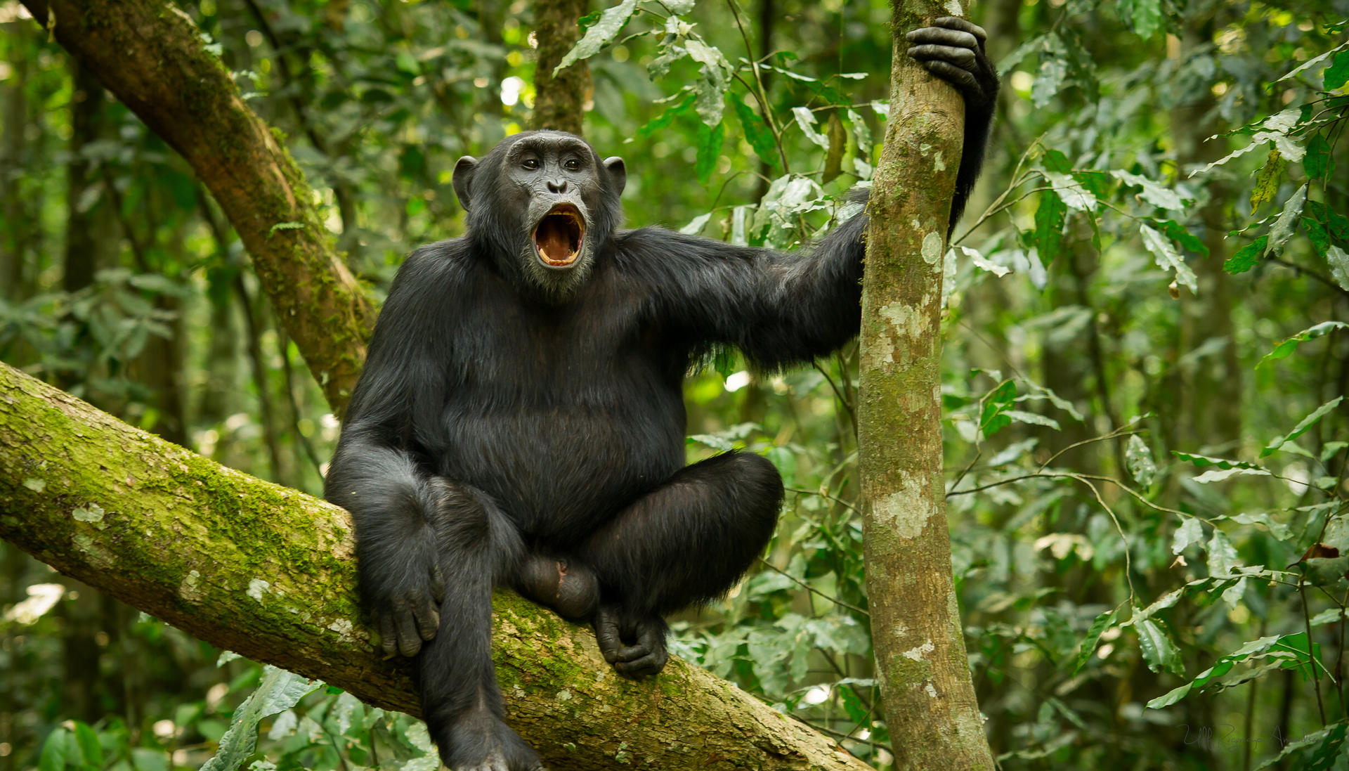 UgandaGorillaSafari@UlfAmundsen (2)