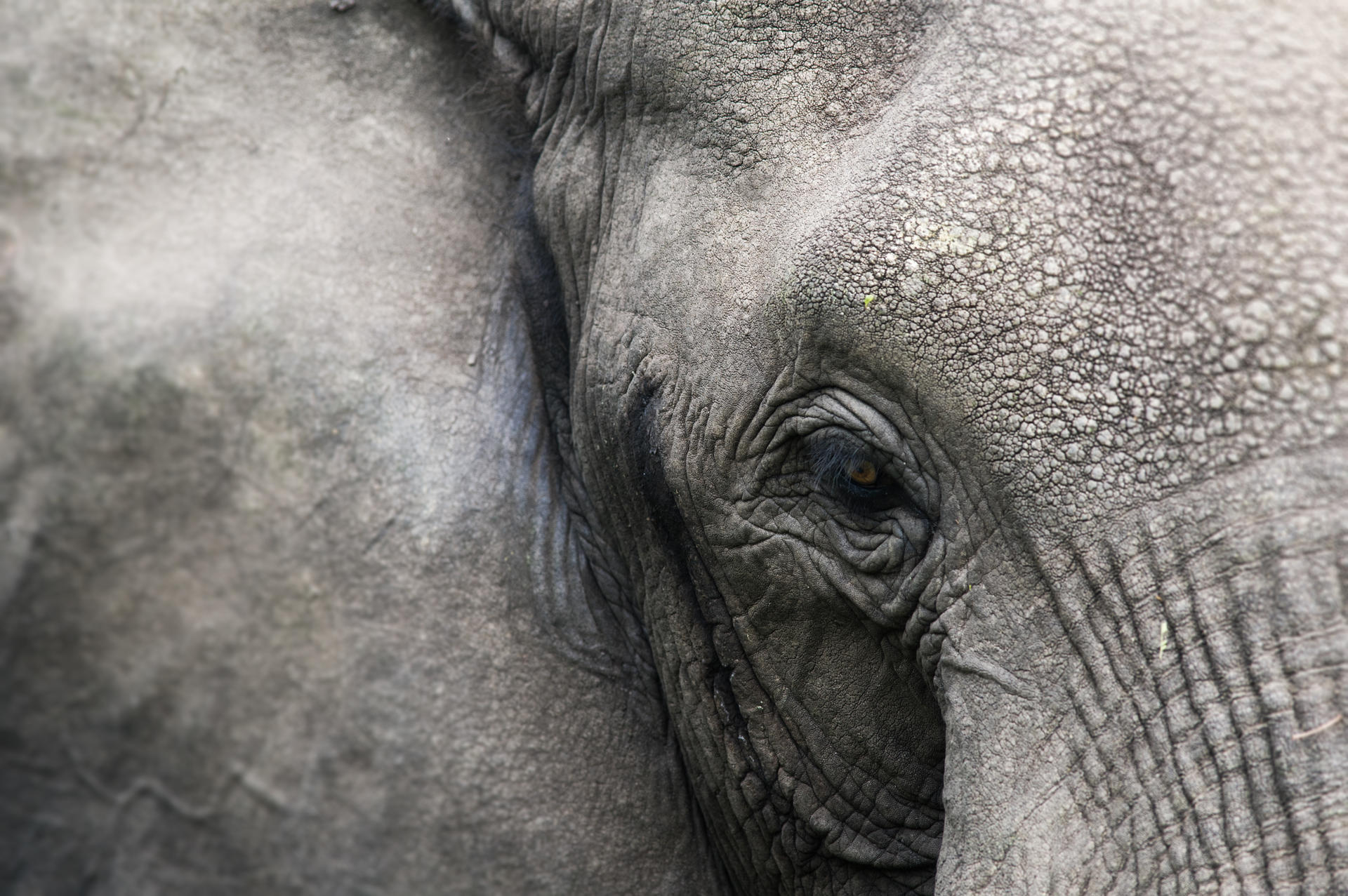 UgandaGorillaSafari@UlfAmundsen (9)