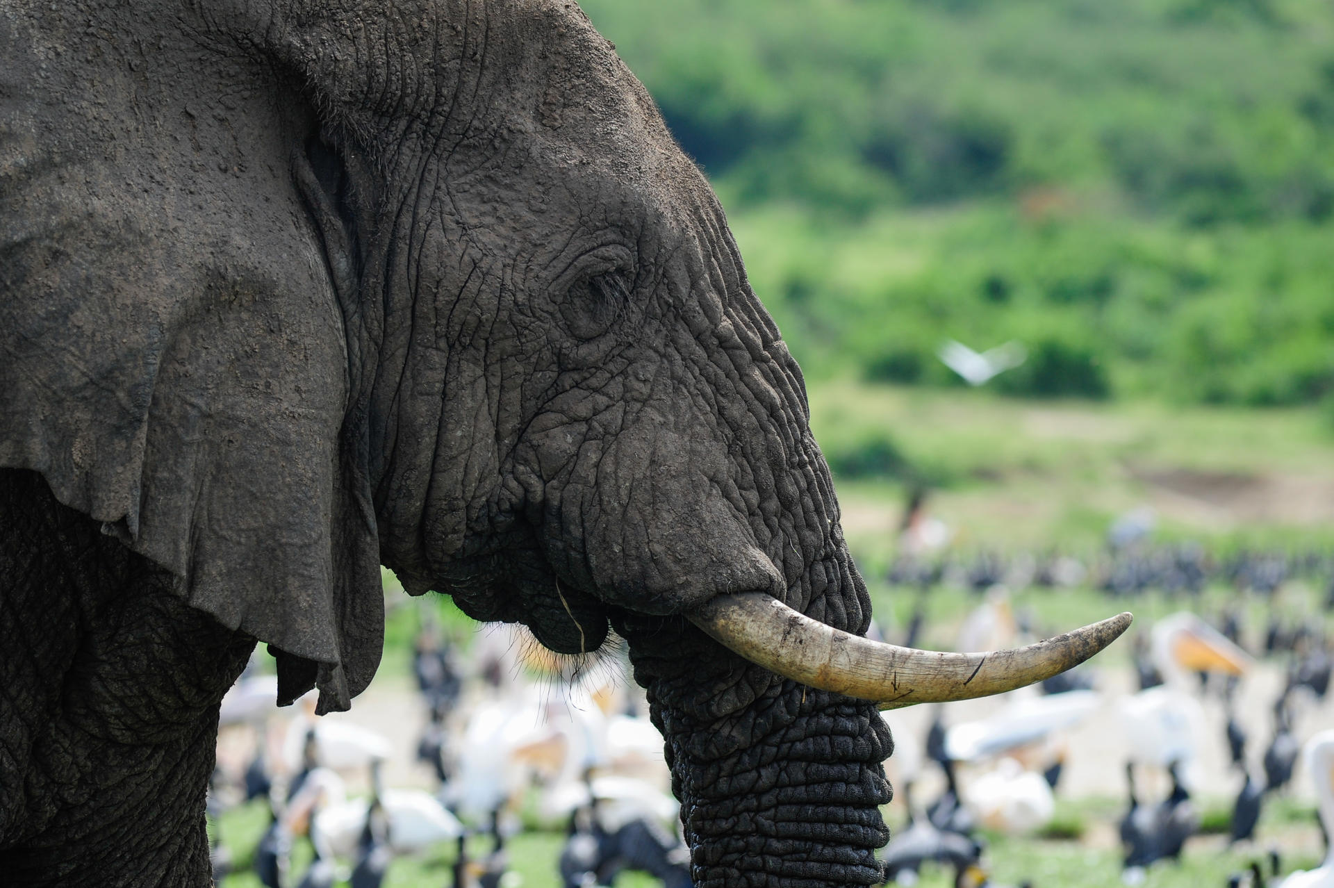 UgandaGorillaSafari@UlfAmundsen (7)