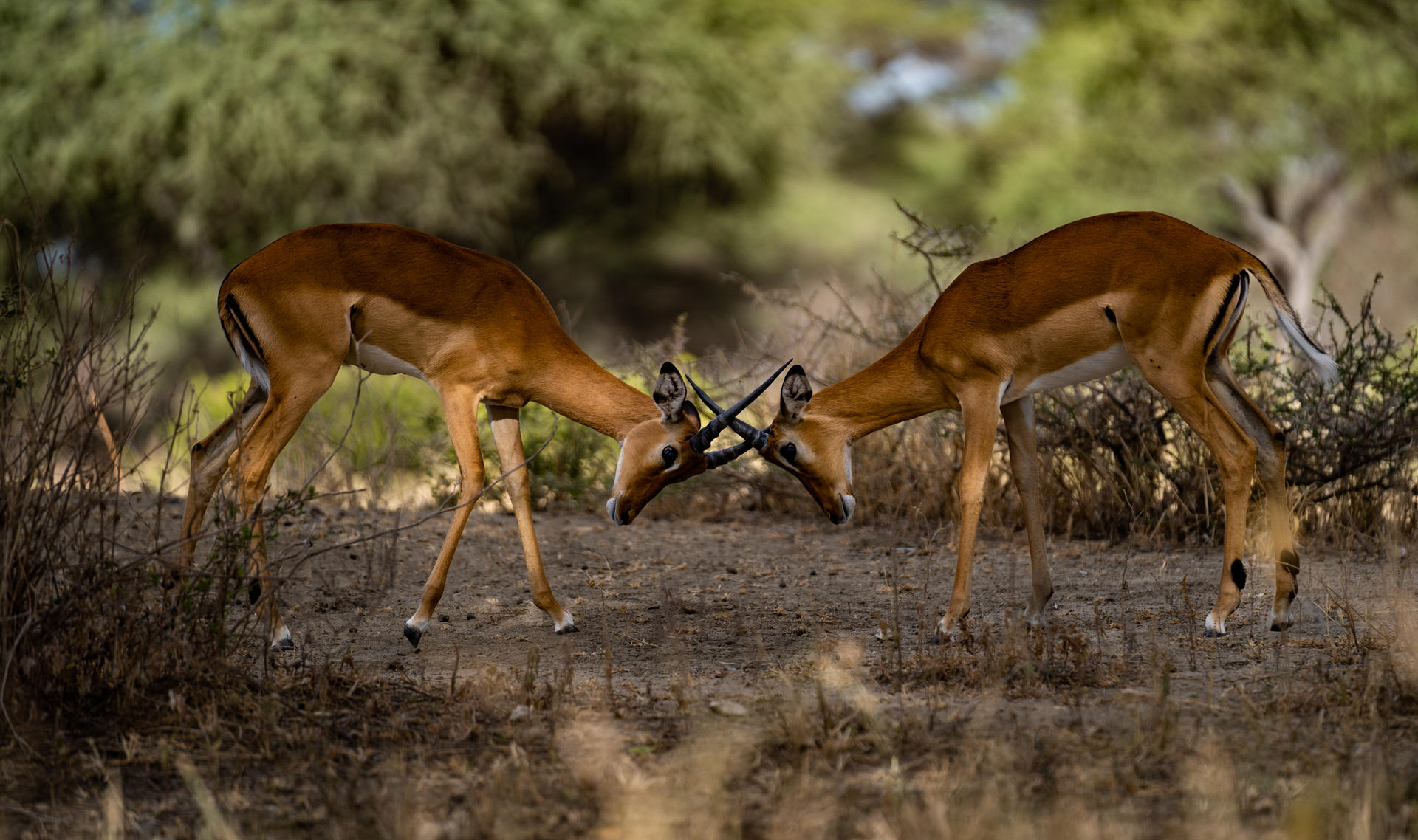 Kilimanjaro-2022@larspetterjonassen(7)