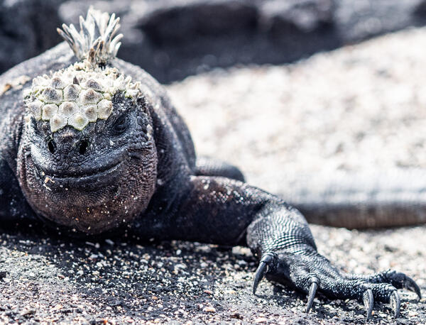 Galapagos og Amazonas