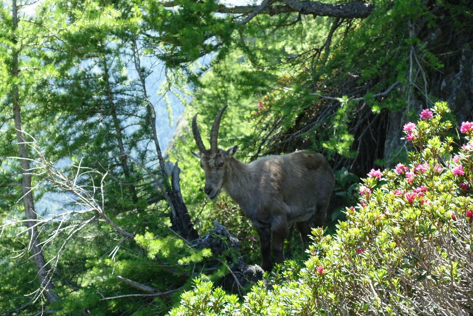 FjellturRundtMontBlanc-2017@EirinNordhus (4)
