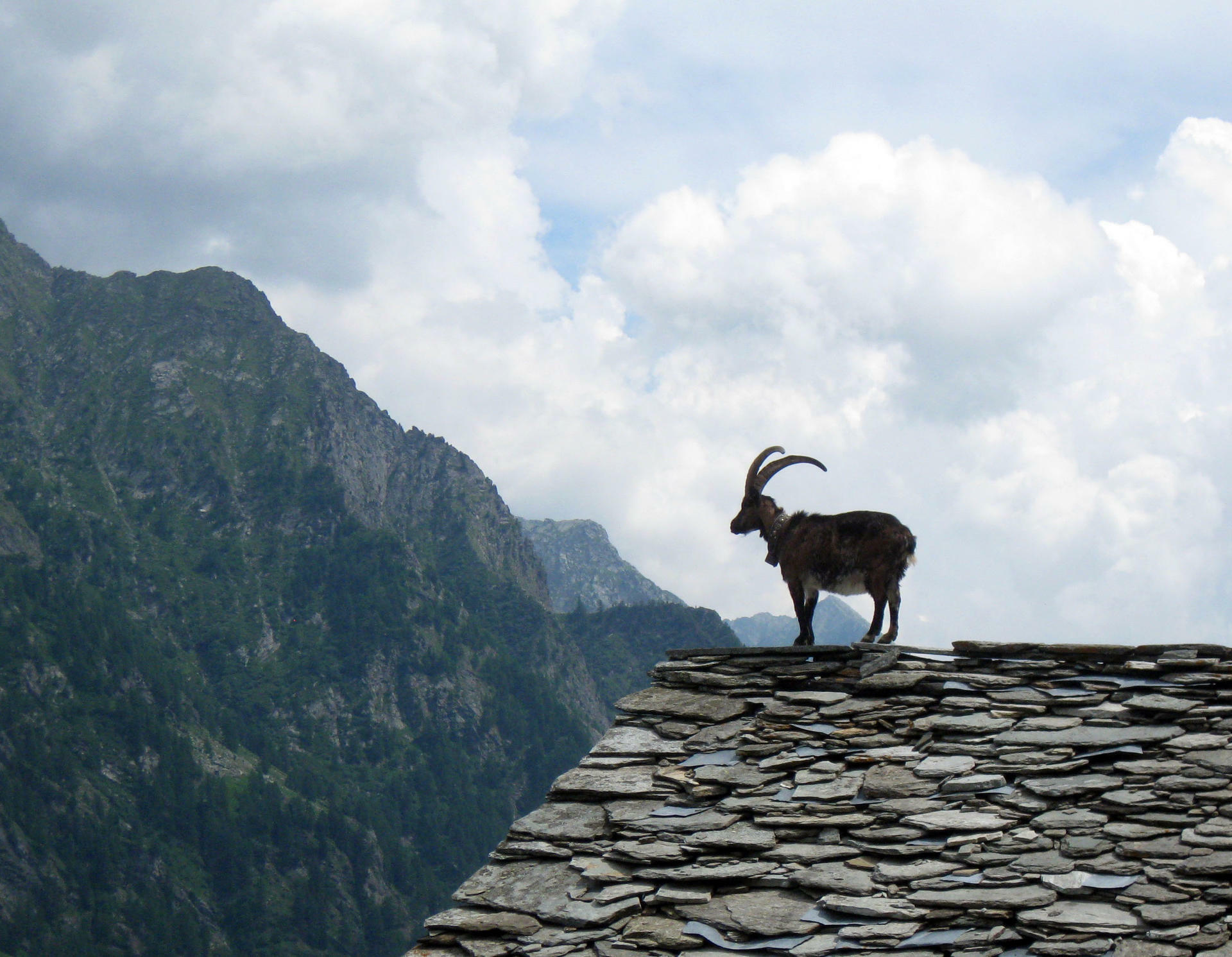 MonteRosa-2017@HanneHoll&aring;s (6)