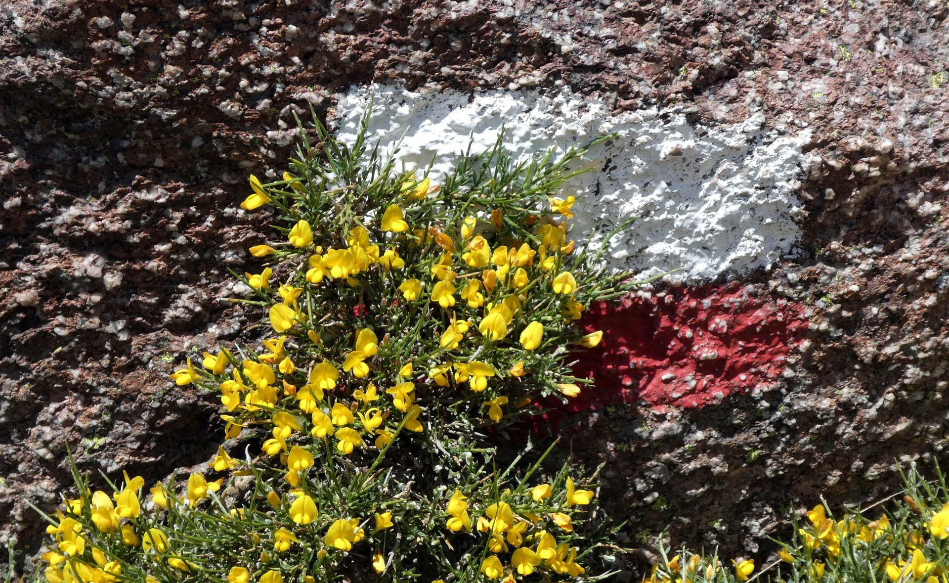 Korsika-2017@Hanne Holl&aring;s (15)