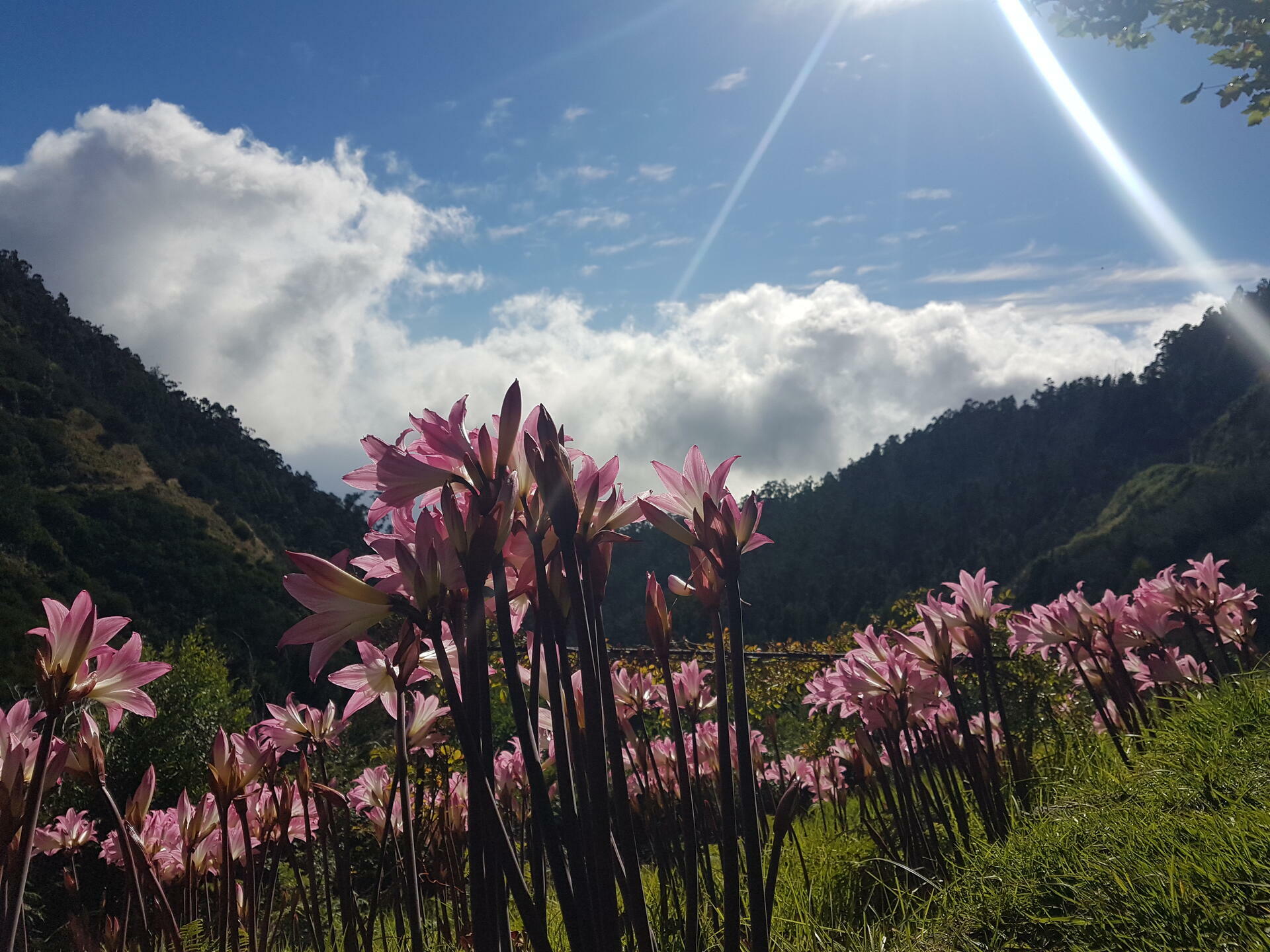 Madeira-2022@HanneHollås (56)