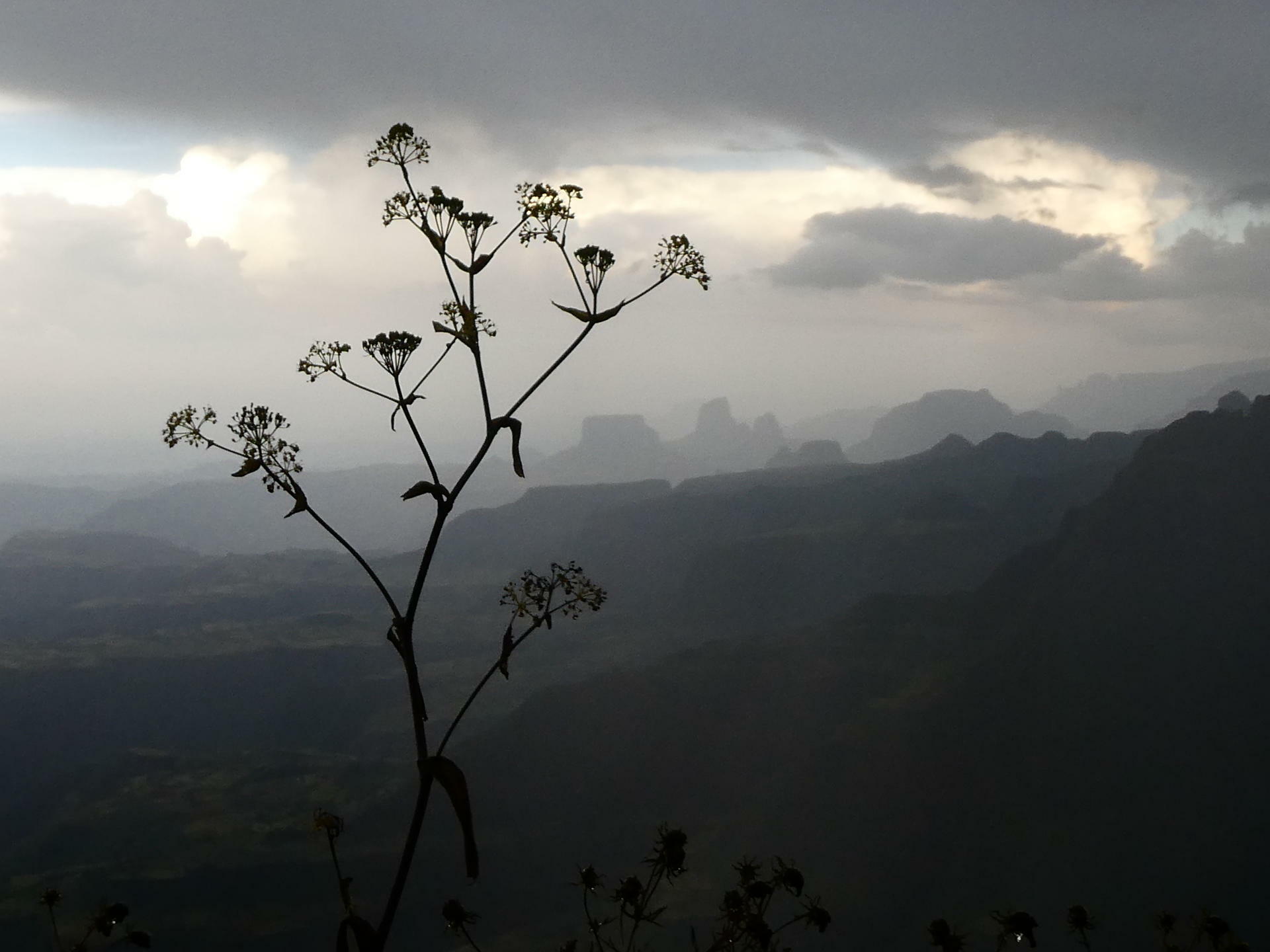 Hanne Holl&aring;s - 2019 - Fottur i Simienfjellene (2)