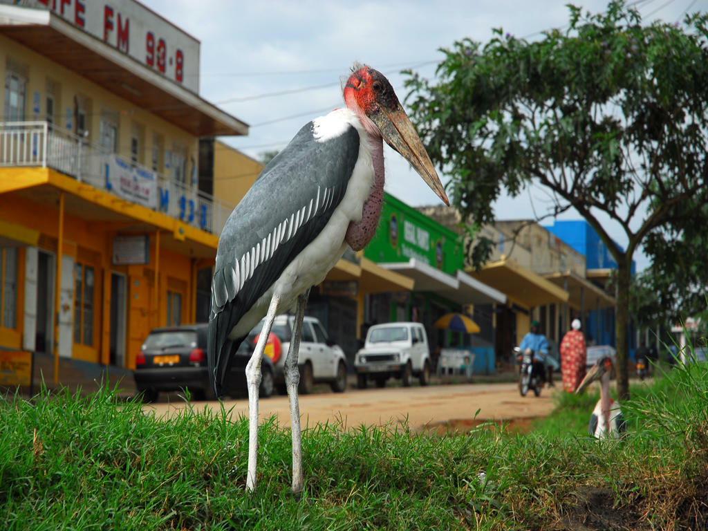 UgandaSafari-2007@Ulf Amundsen (6)