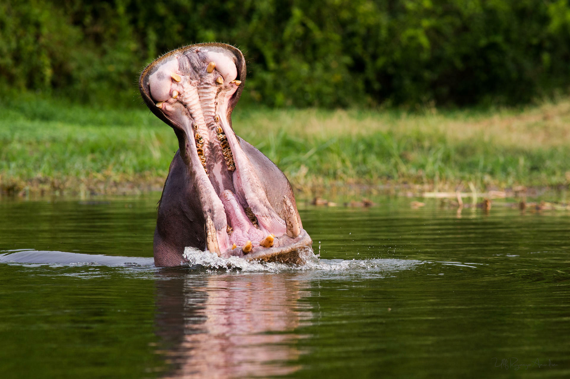 UgandaGorillaSafari@UlfAmundsen (8)