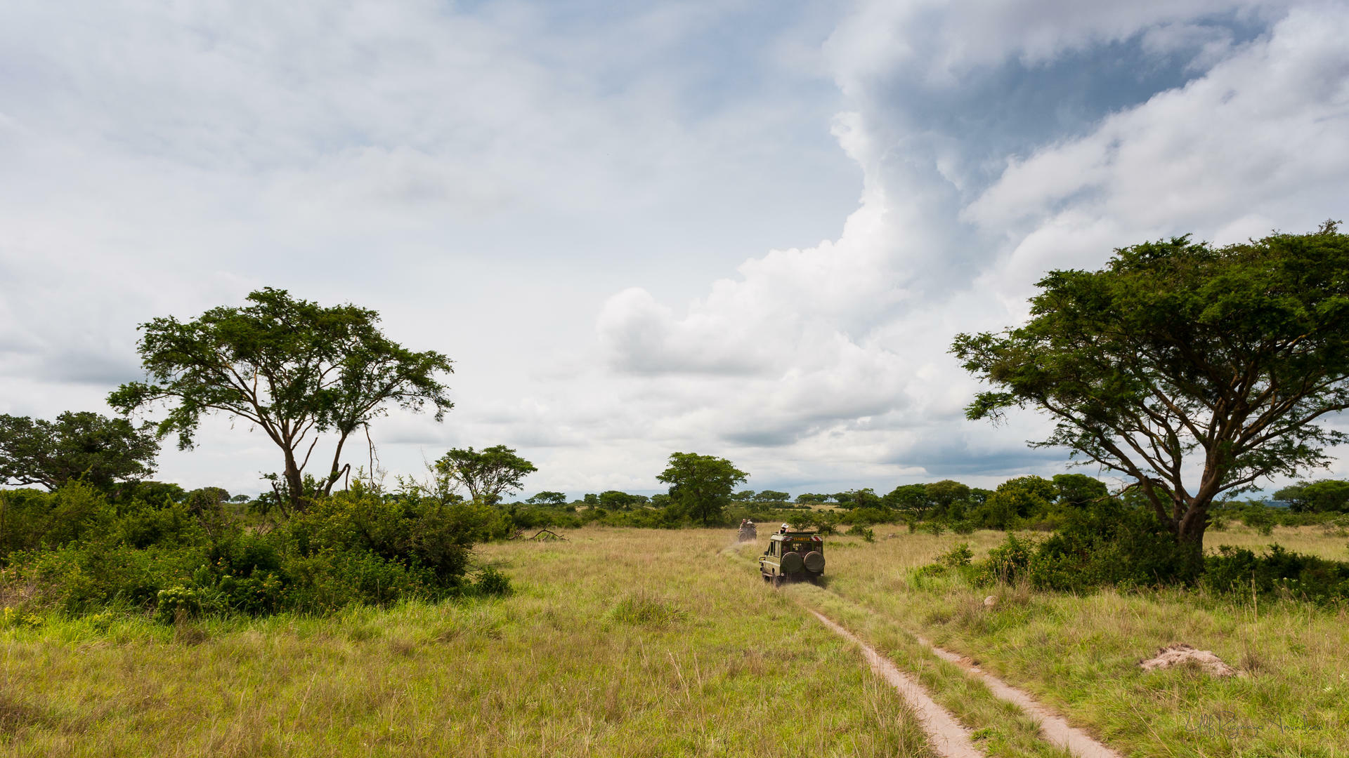 UgandaGorillaSafari@UlfAmundsen (11)