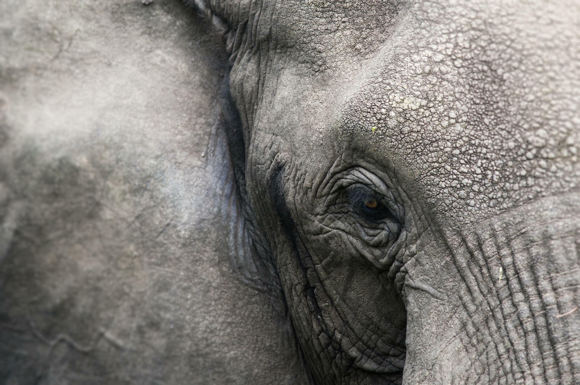 UgandaGorillaSafari@UlfAmundsen (9)