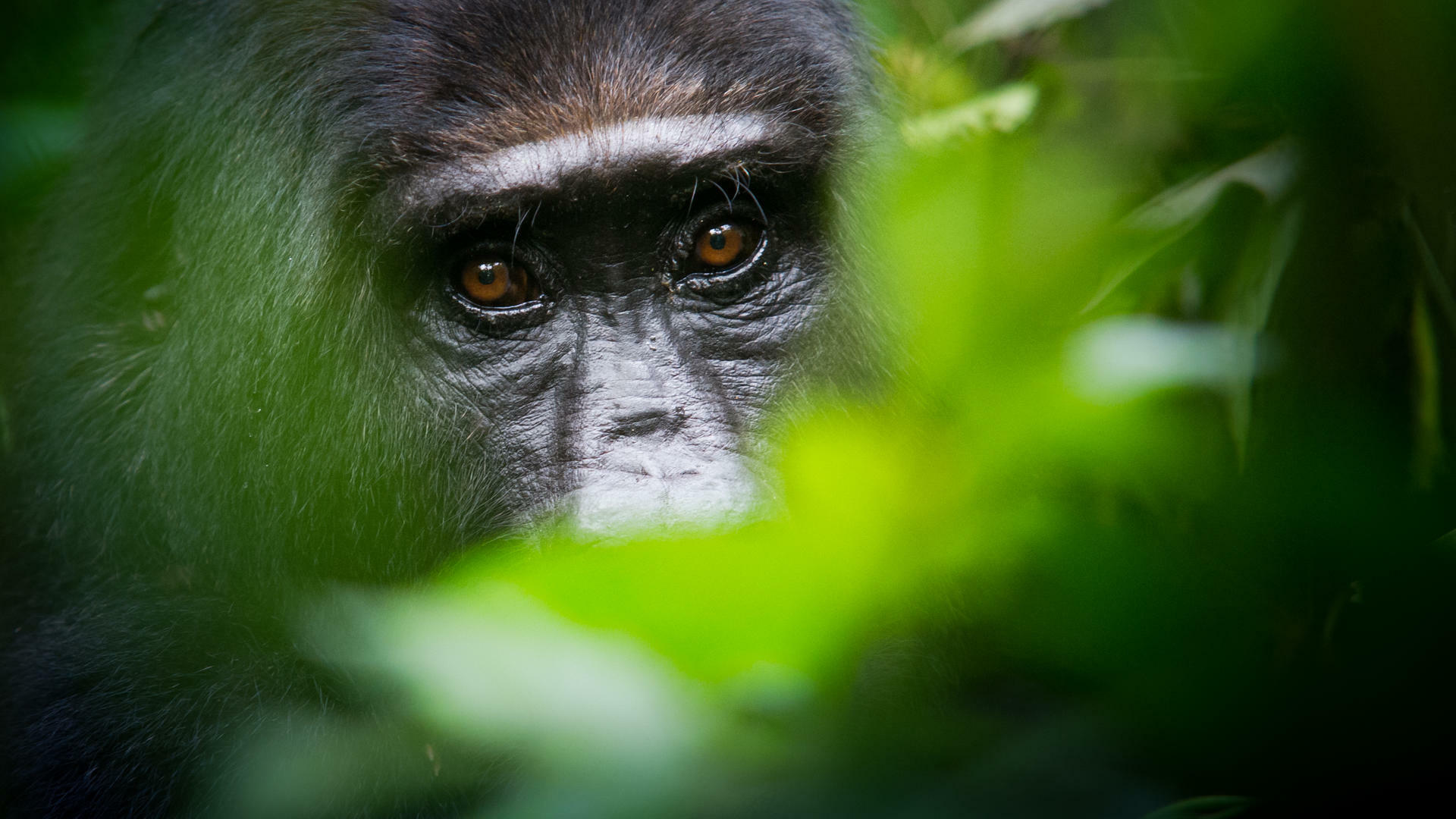 UgandaGorillaSafari@UlfAmundsen (5)