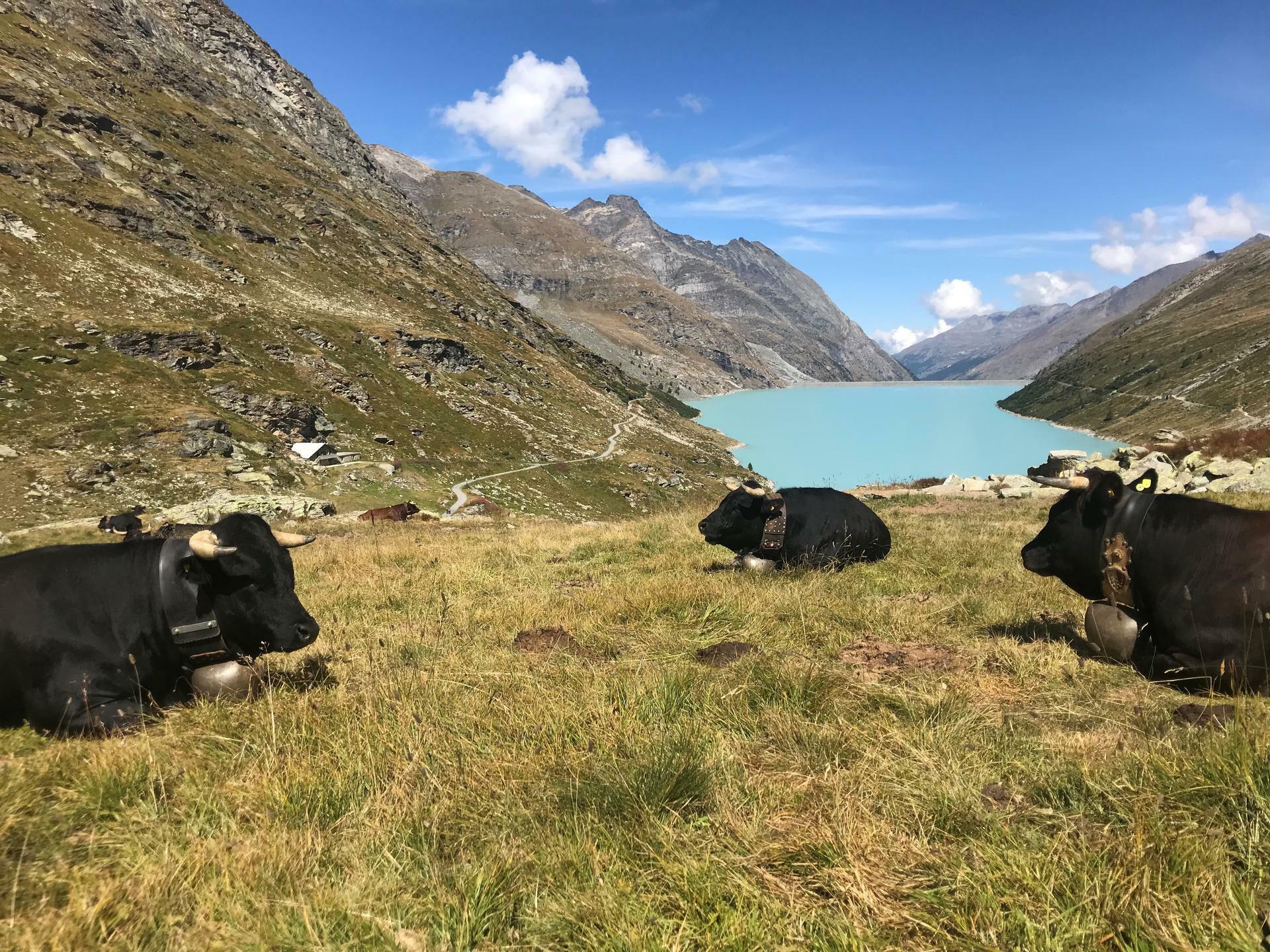 MonteRosa-2018@&Oslash;yvindUtby (2)