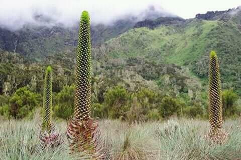 Uganda-2025@RwenzoriRangers (4)