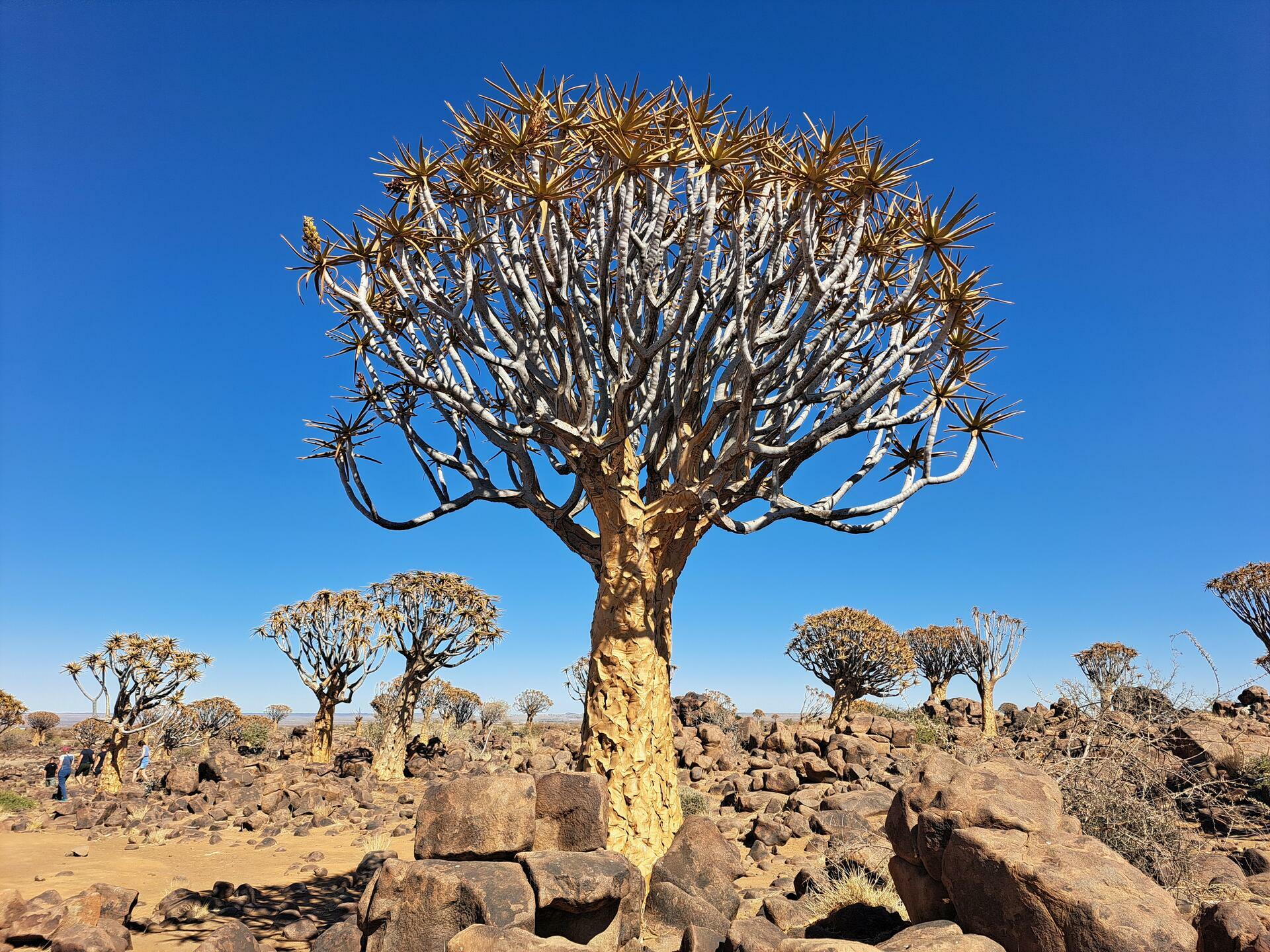 Namibia-2024@HanneHoll&aring;s (137)