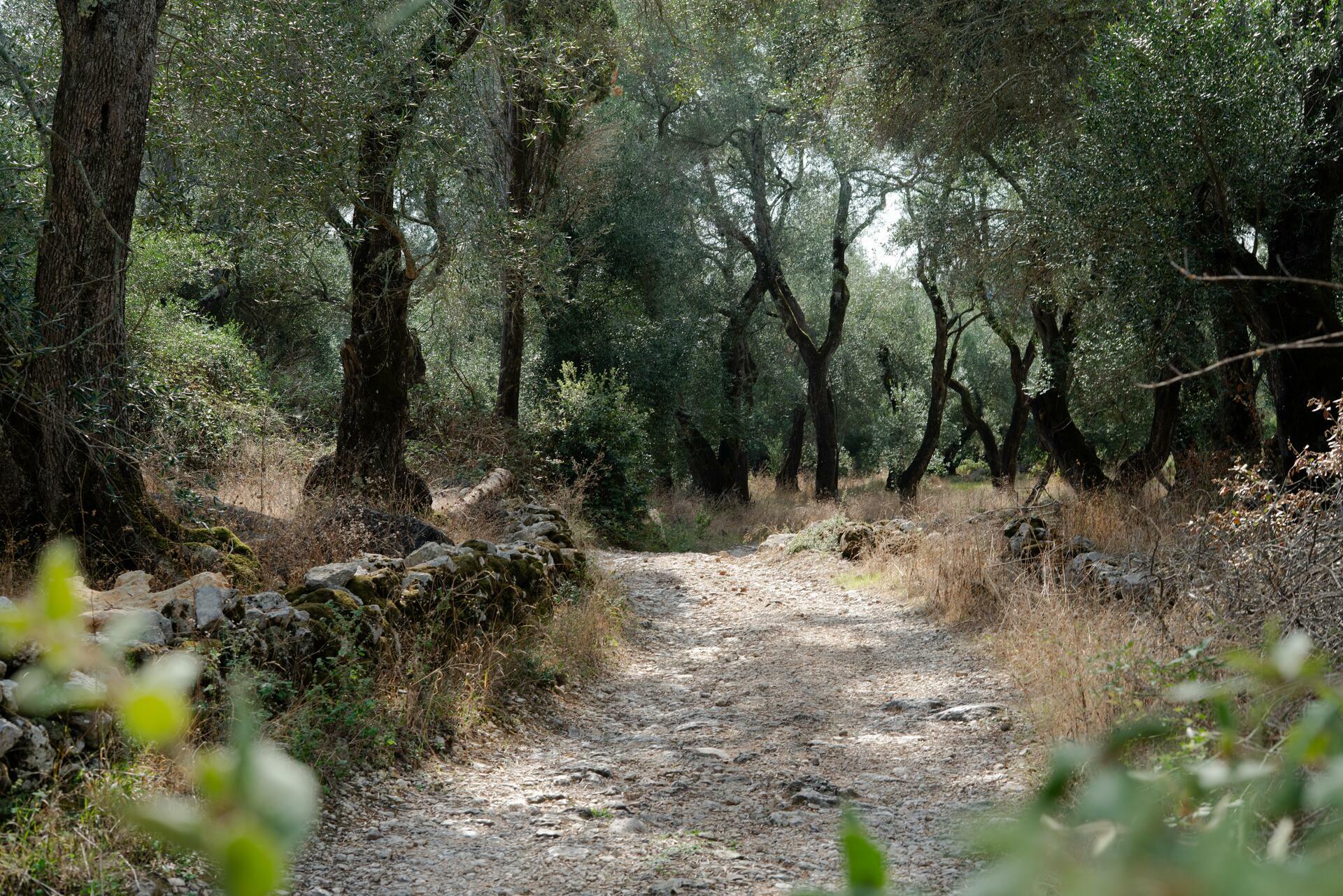 corfutrail-2025@AperghiTravel-Olivegrove