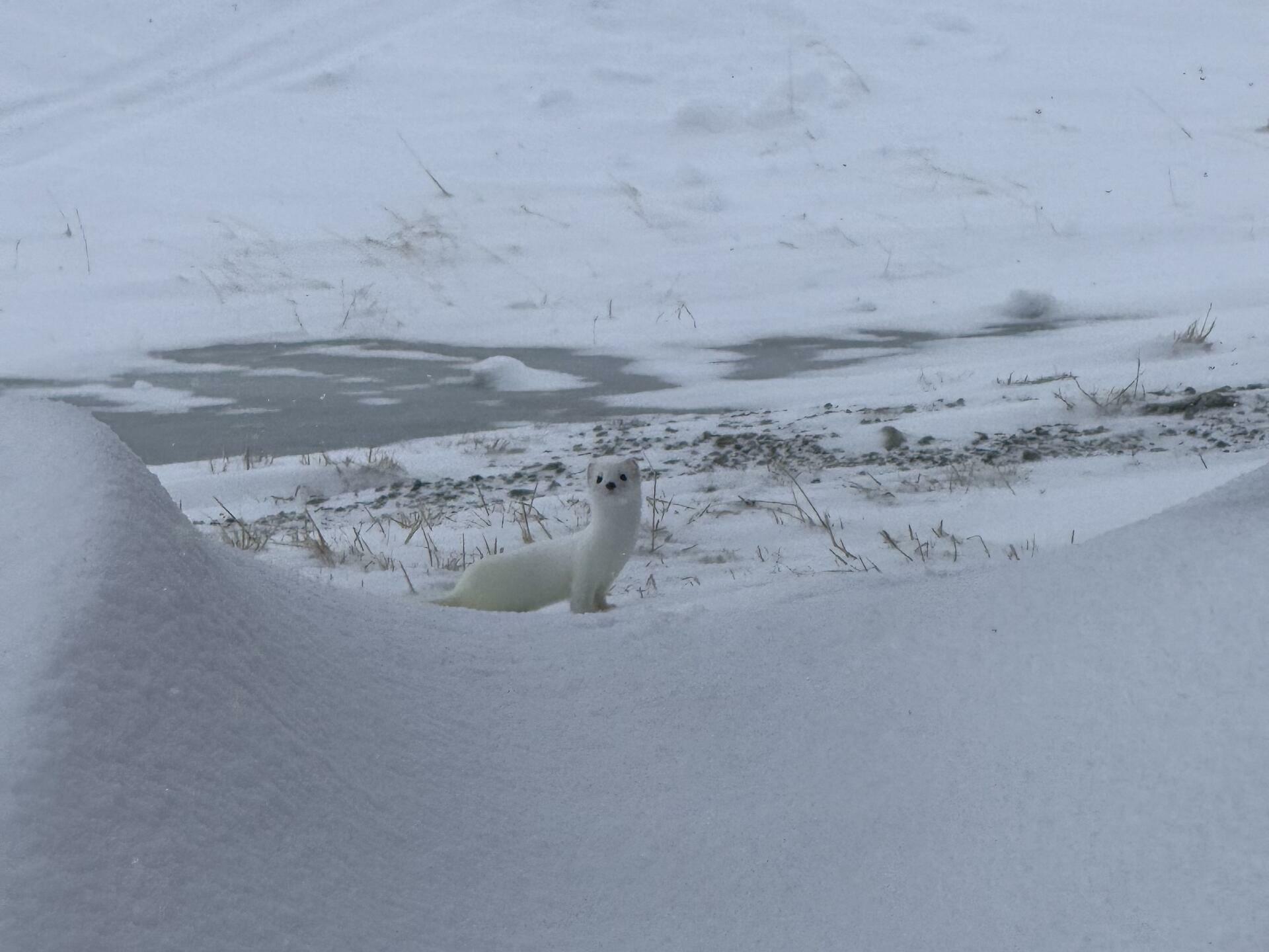Hardangervidda p&aring; langs 8@J&oslash;rgen Br&oslash;to Torland